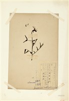 藏品(山素英)的圖片